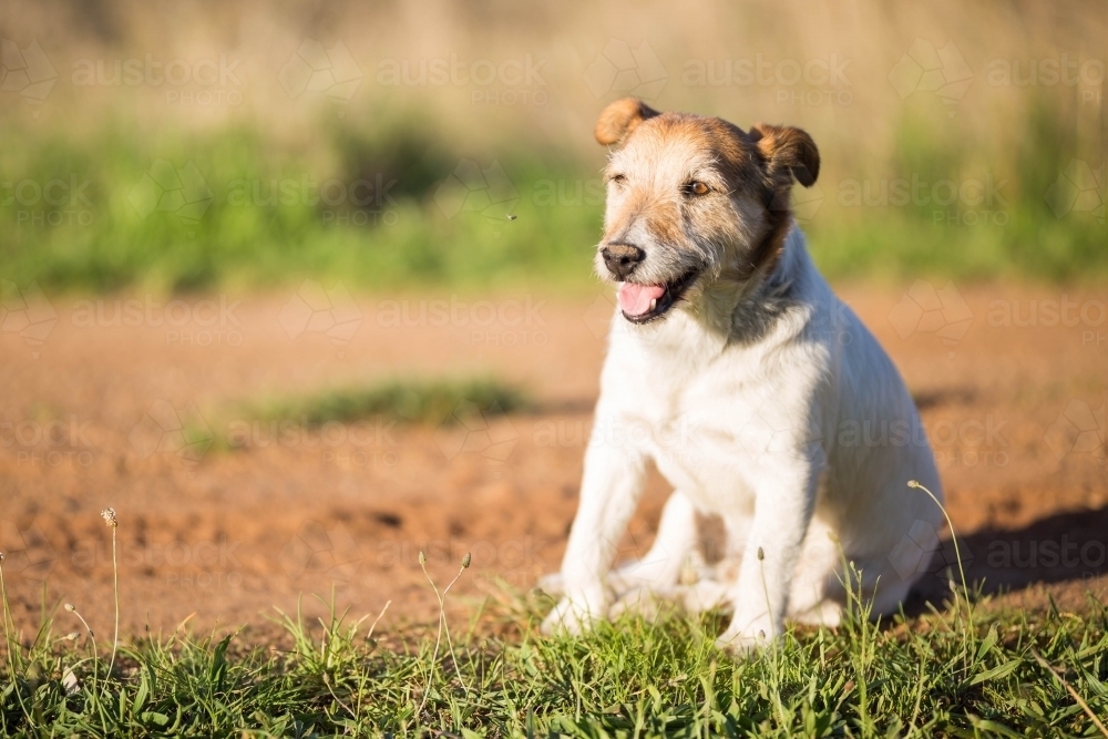 Small dog sitting on dirt path looking into sun - Australian Stock Image