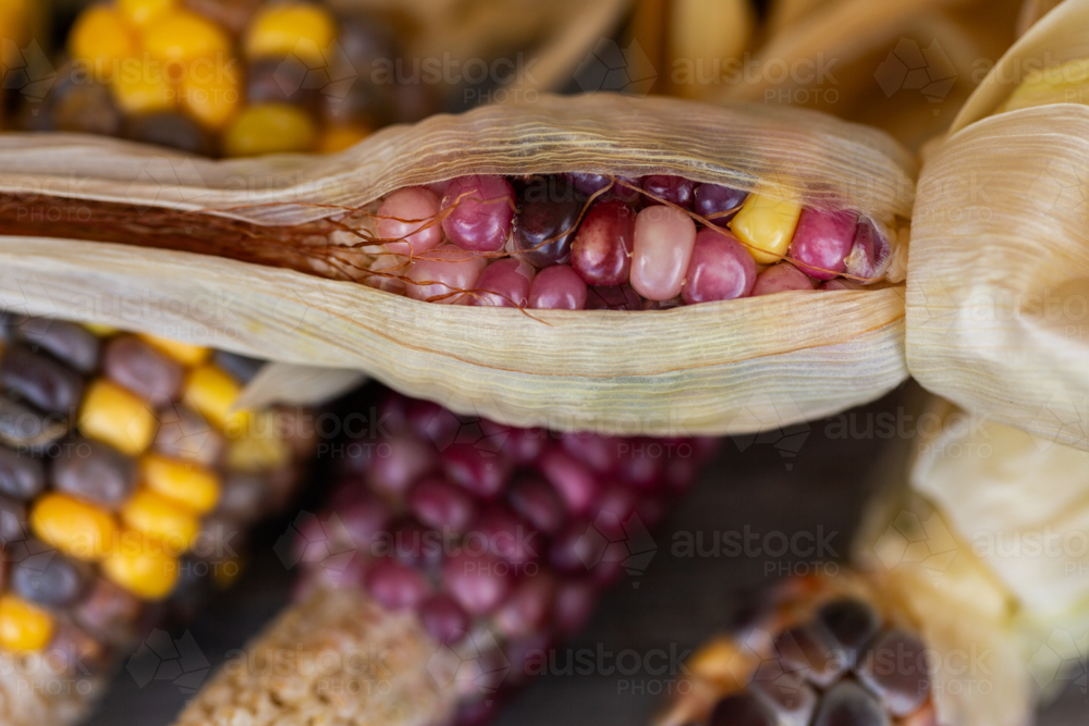 Small ear of colourful heirloom popping corn freshly harvested from garden - Australian Stock Image