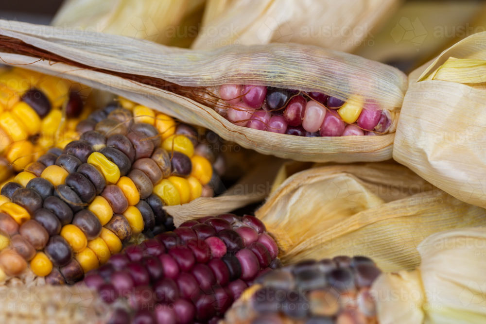 Small ear of colourful heirloom popping corn freshly harvested from garden - Australian Stock Image