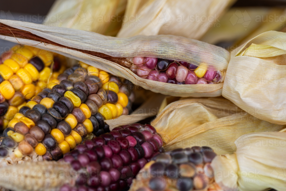 Small ear of colourful heirloom popping corn freshly harvested from garden - Australian Stock Image