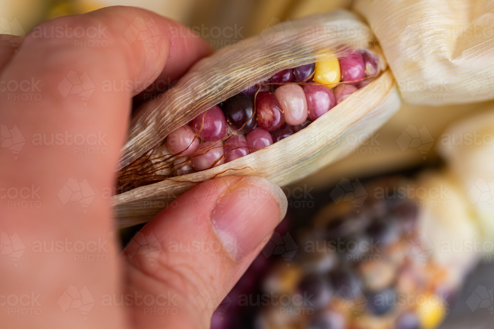 Small ear of colourful heirloom popping corn freshly harvested from garden - Australian Stock Image