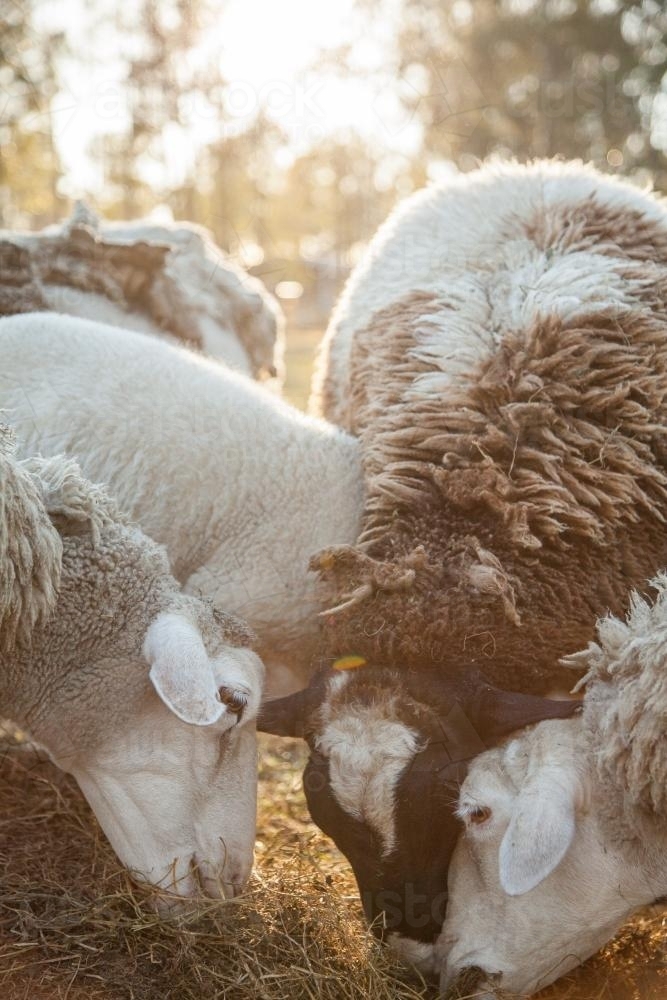 Small flock of sheep eating hay on a sunlit winter morning - Australian Stock Image