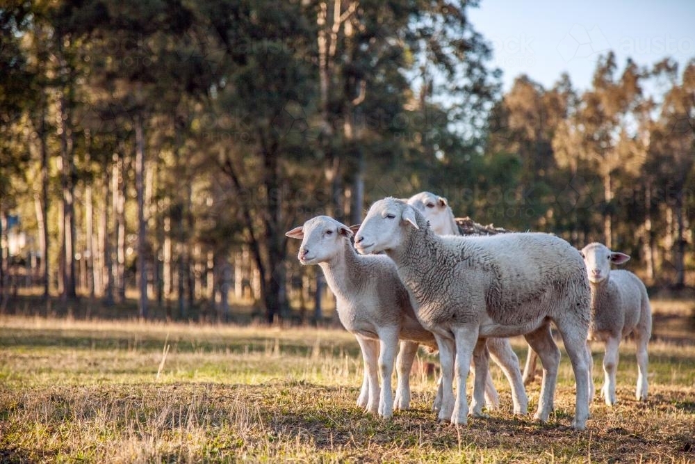 Small flock of sheep in a paddock on a cold morning - Australian Stock Image