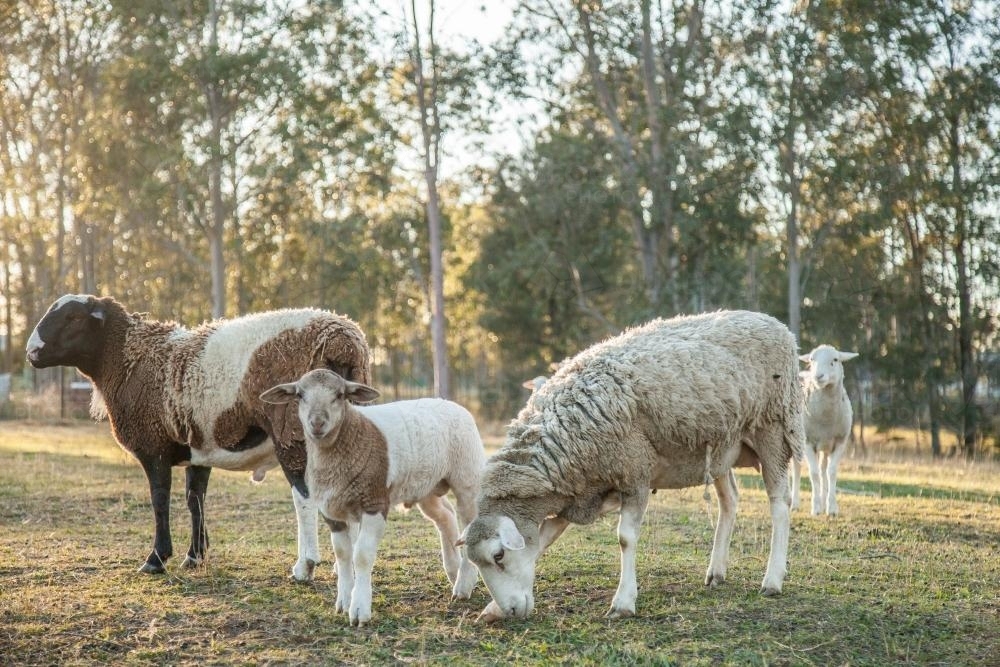 Small flock of sheep in a paddock on a cold sunlit morning - Australian Stock Image