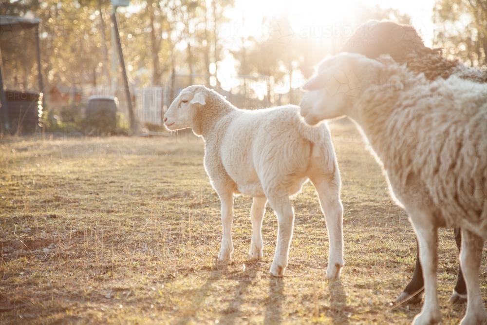 Small flock of sheep in a paddock on a cold sunlit morning - Australian Stock Image