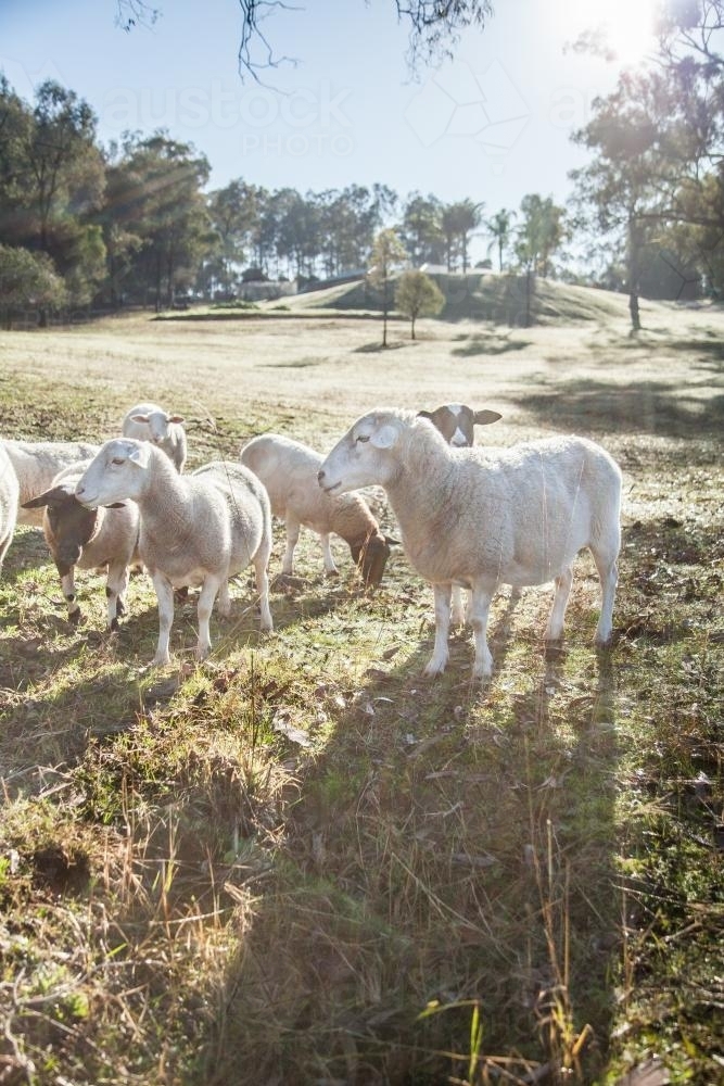 Small flock of sheep in a paddock on a winter morning - Australian Stock Image