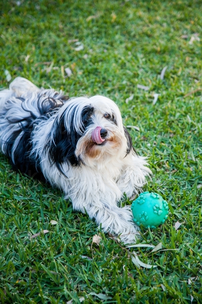Small fluffy pet dog sitting on the lawn with ball looking at camera - Australian Stock Image