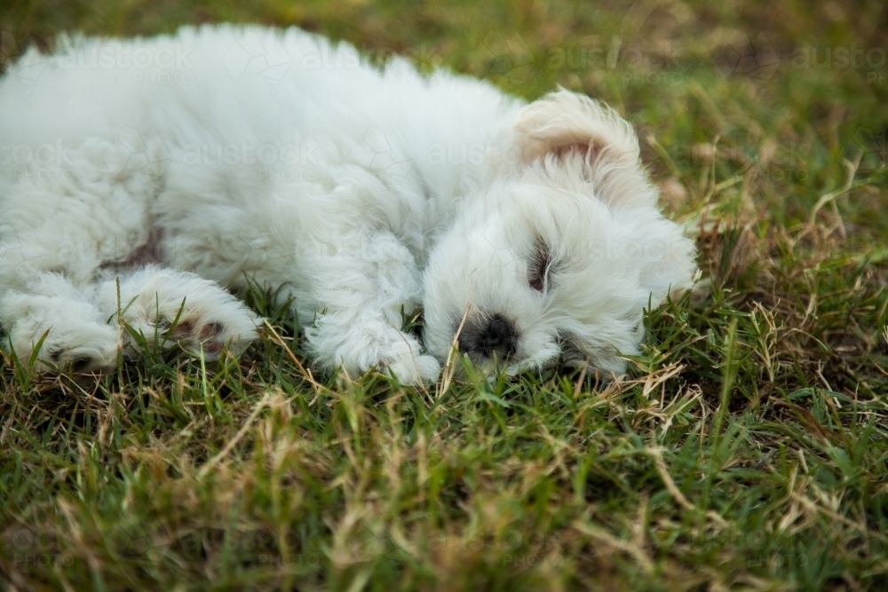 Small fluffy white puppy sleeping on the grass - Australian Stock Image