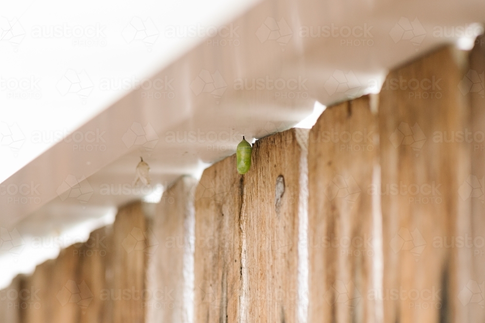 Small green cocoon hanging from urban fence - Australian Stock Image