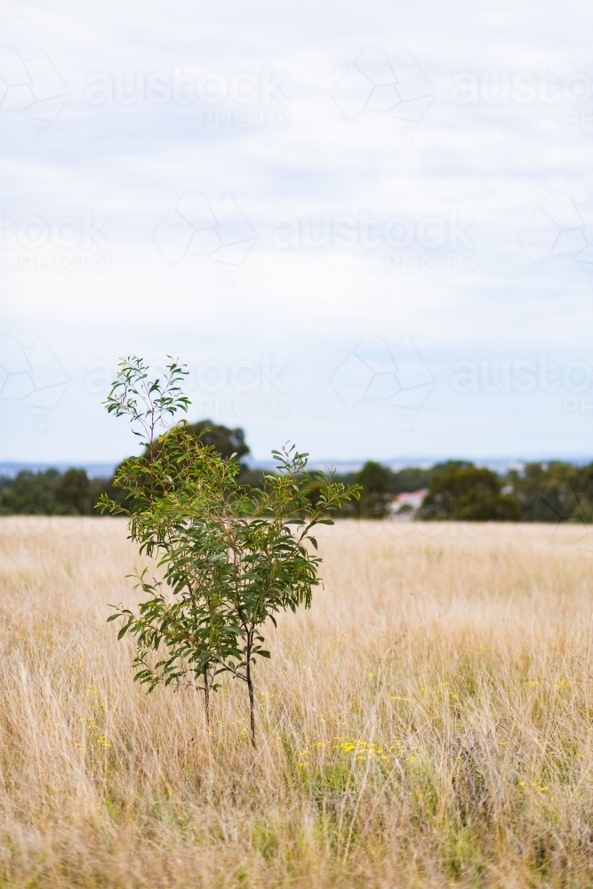 Small gum tree in paddock of long grass on overcast day - Australian Stock Image