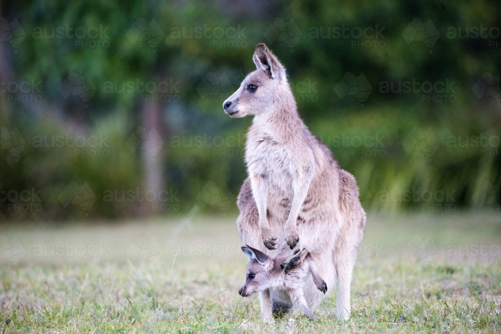 Small kangaroo looking to the side with joey in her pouch. - Australian Stock Image