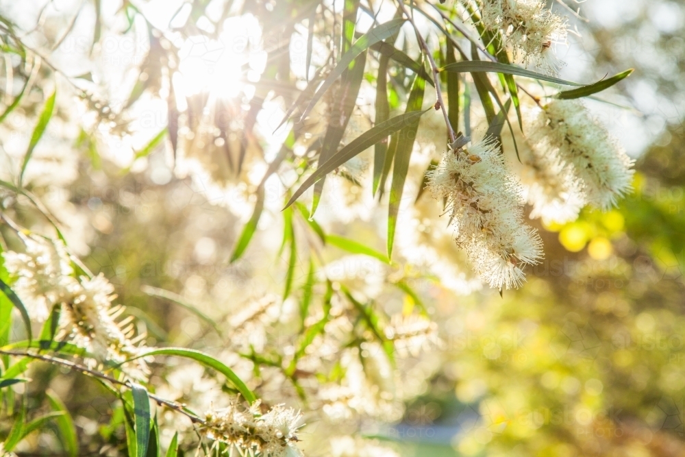 Small pale yellow bottlebrush flowers with rays of sunlight shining through - Australian Stock Image