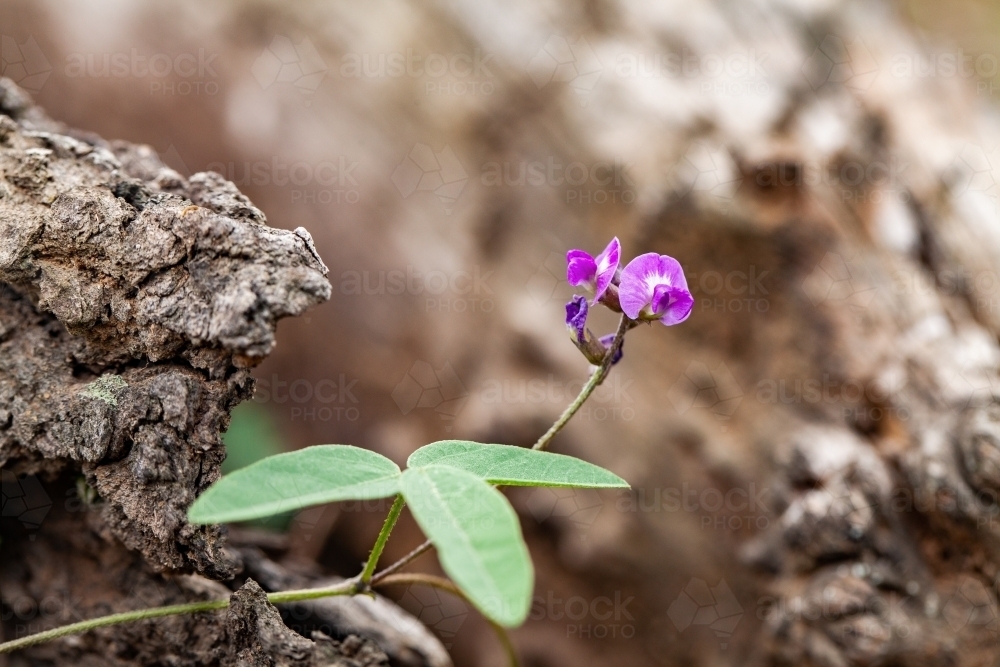 Small purple native flower - Australian Stock Image