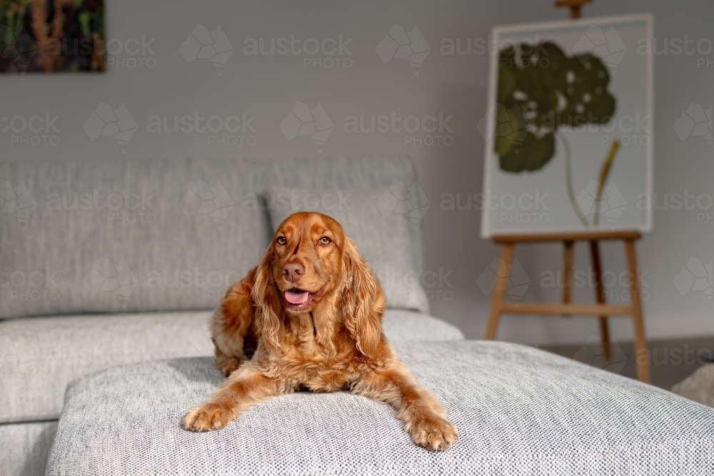 Small red/brown dog resting on sofa - Australian Stock Image