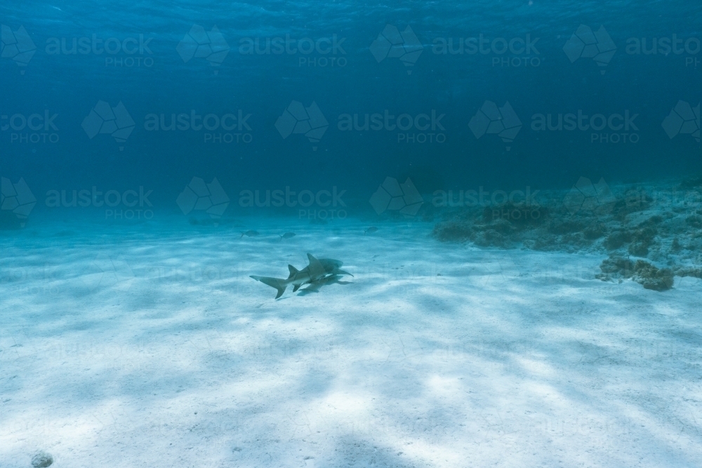 Small reef shark swimming on sandy bottom of deep blue coloured ocean - Australian Stock Image