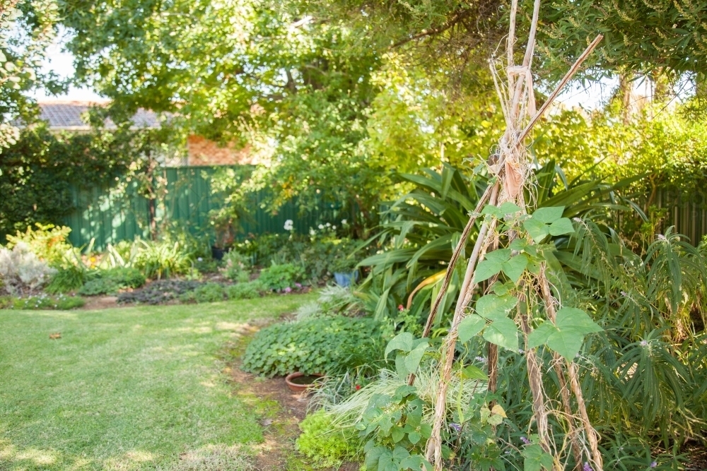 Small suburban backyard and garden with bean plant teepee - Australian Stock Image