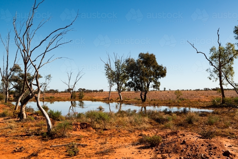 Small waterhole after rain in desert country with orange sand, scrubby trees and a clear blue sky - Australian Stock Image