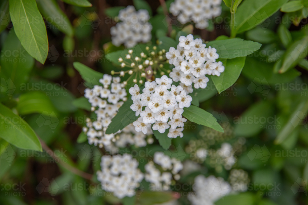 Small white blossoms against green leaves - Australian Stock Image