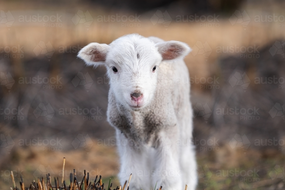 Small white lamb close to camera in brown paddock - Australian Stock Image