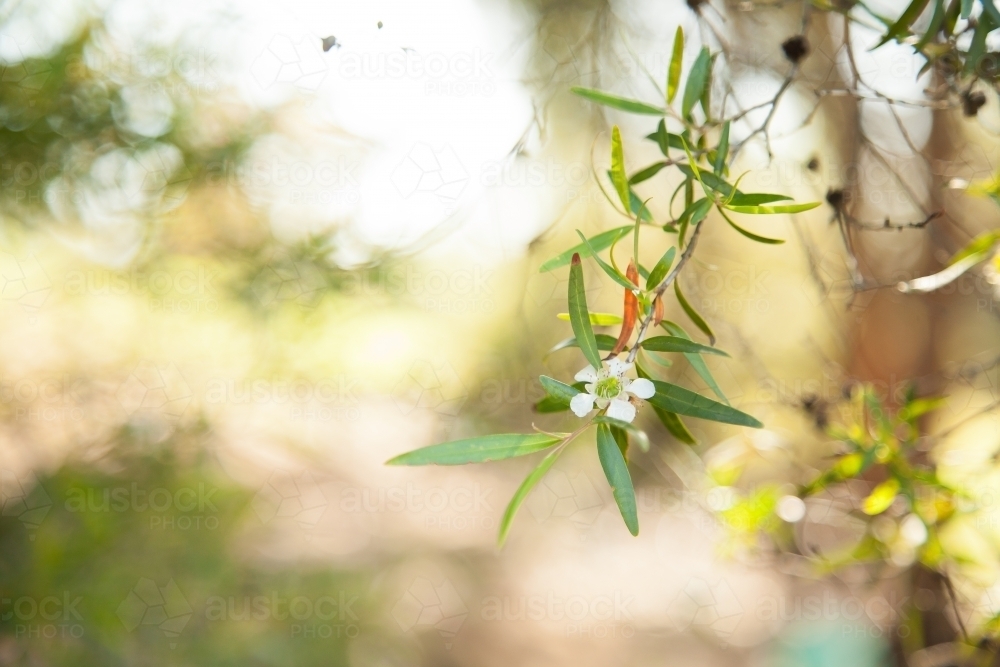 Small white native flower on bush - Australian Stock Image