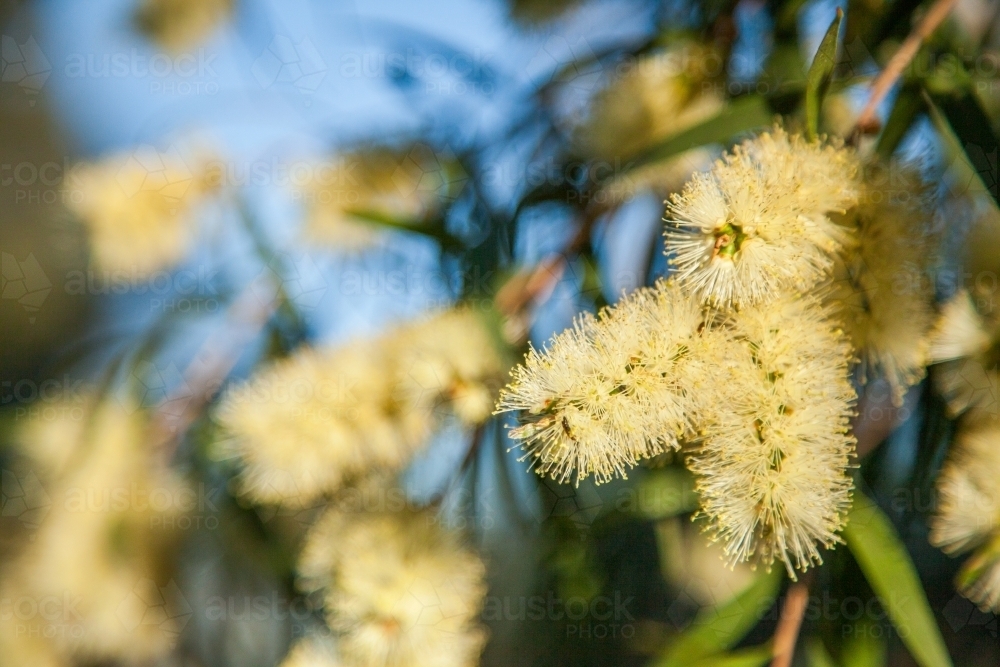 Small yellow bottlebrush flowers in the sunlight - Australian Stock Image