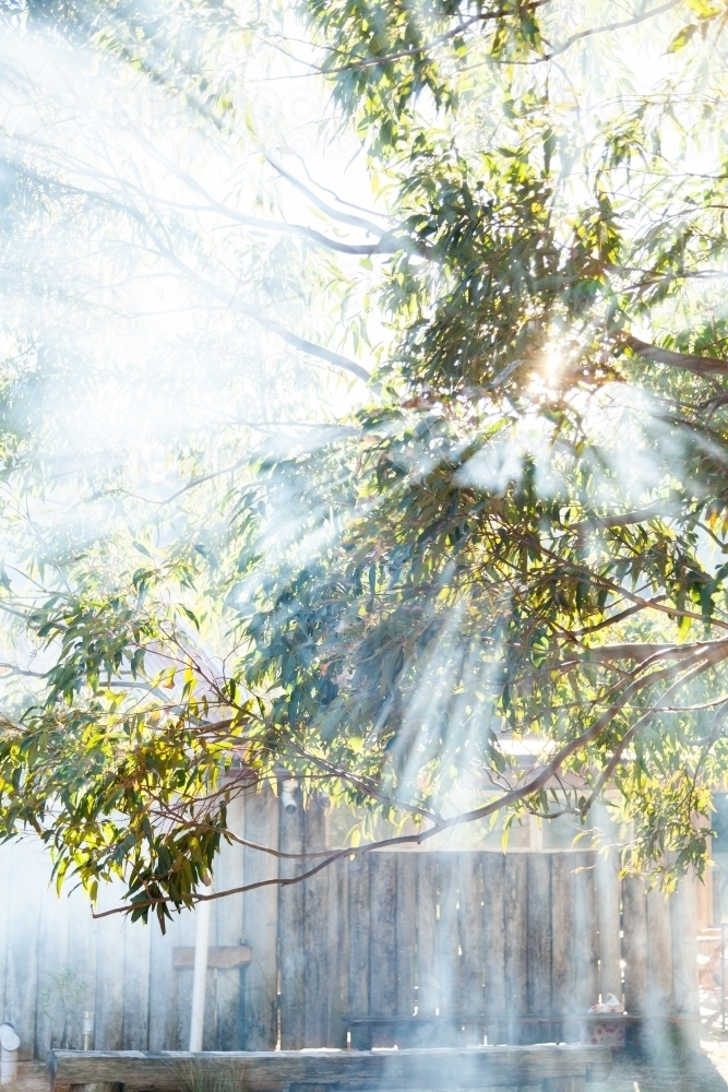 Smoke and sunlight with rays of light shining through gumtree leaves and branches - Australian Stock Image