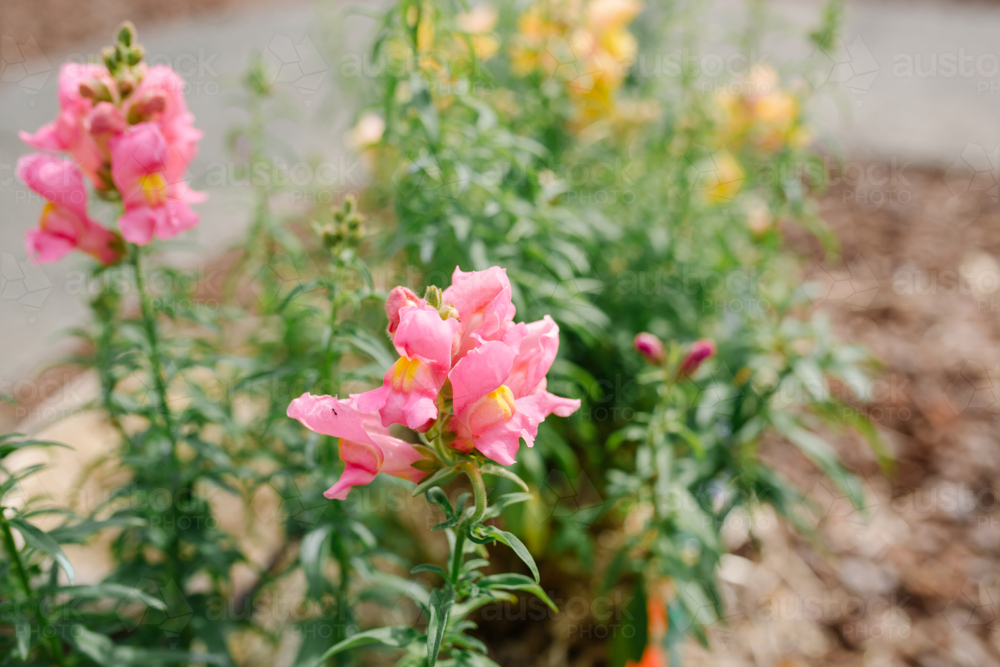 Snapdragon pink flowers in the garden in springtime. - Australian Stock Image