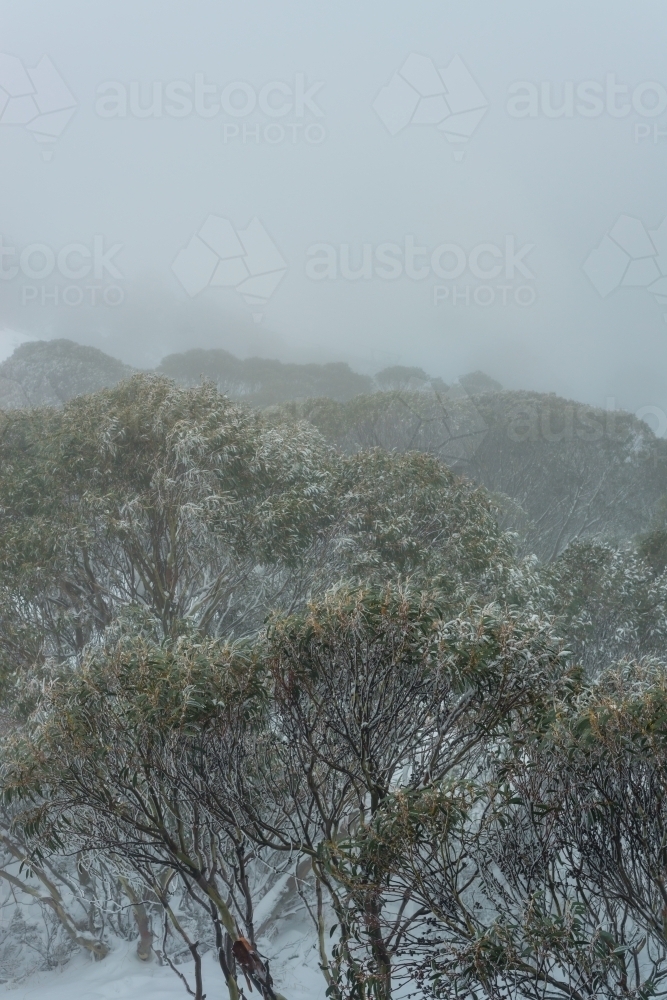 Snow Gum trees - Australian Stock Image