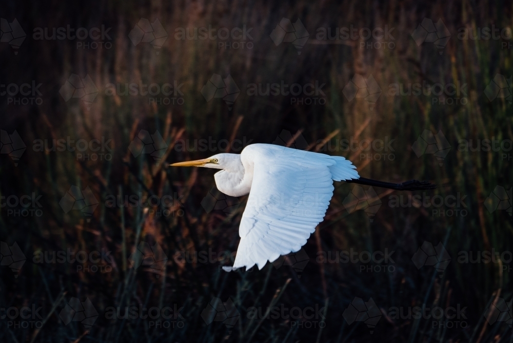 Snowy egret flying - Australian Stock Image