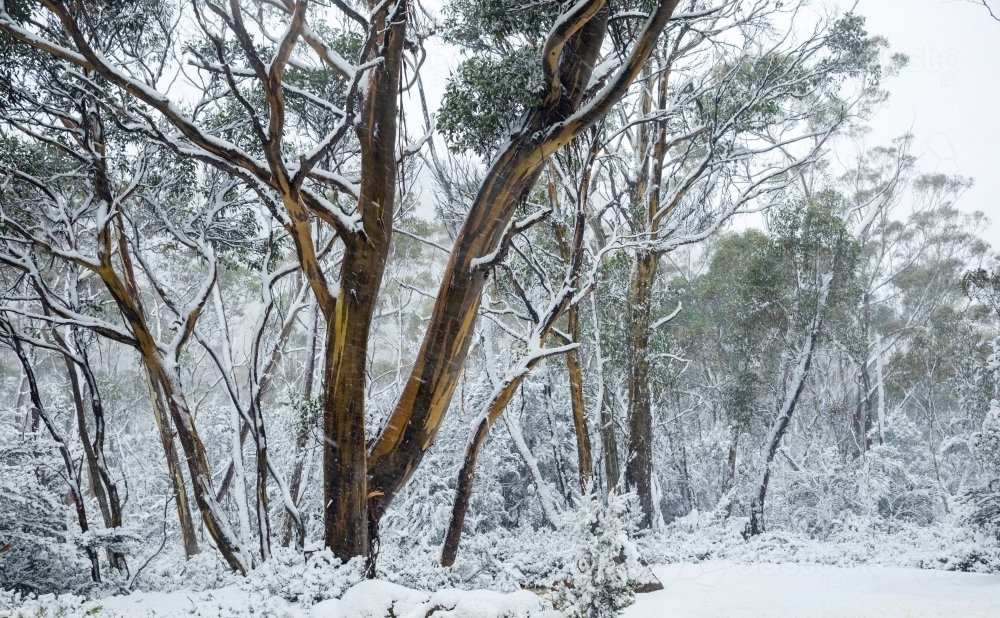 snowy landscape with gum trees - Australian Stock Image