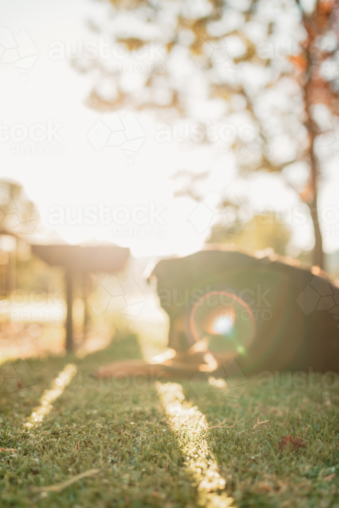 Soft focus portrait of rottweiler dog lying on lawn bathed in morning light - Australian Stock Image