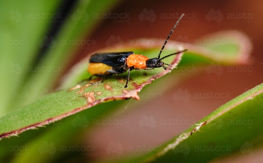 Soldier Beetle - Australian Stock Image