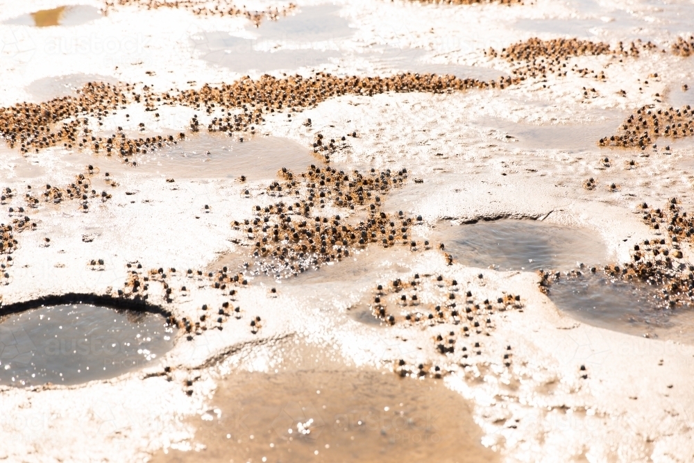 soldier crabs marching on Moreton Bay islands - Australian Stock Image