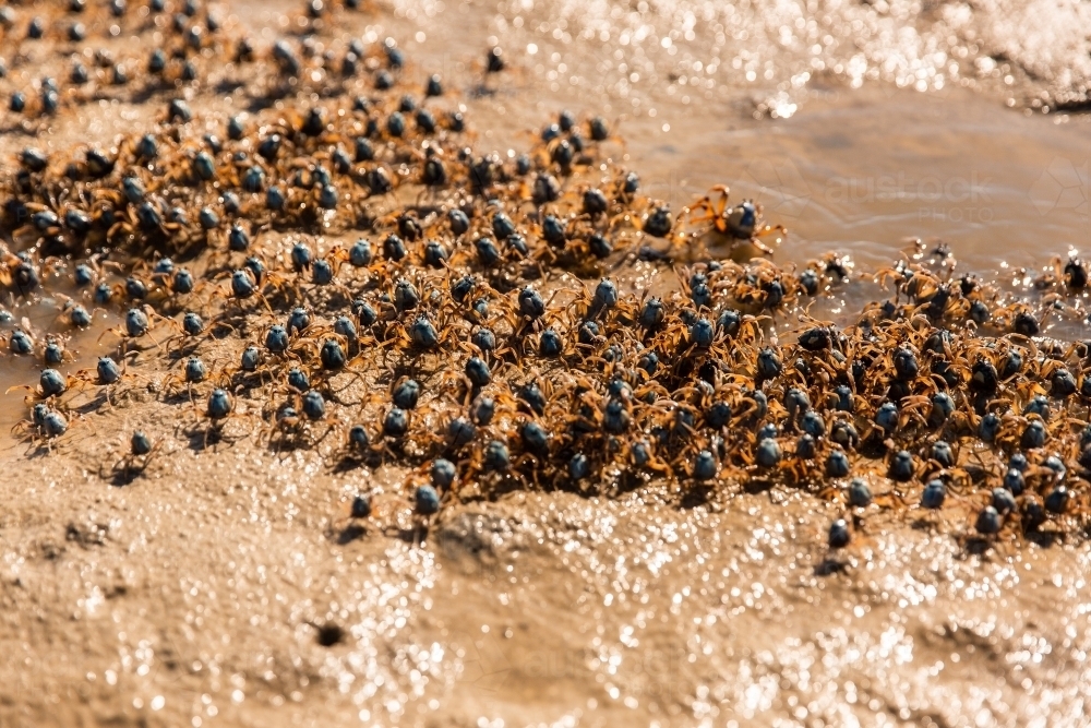 soldier crabs on Moreton Bay - Australian Stock Image