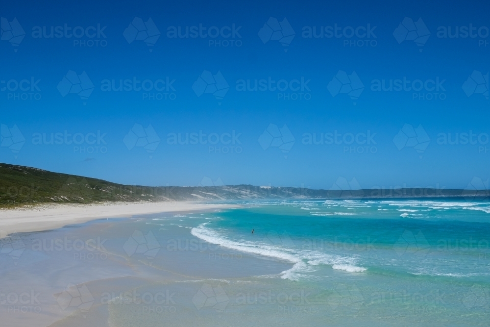 Sole person swimming in remote ocean, with beach and grassy dune landscape on calm summery day - Australian Stock Image