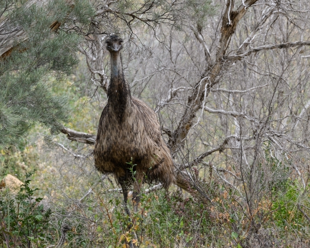 Solitary emu walking through bushland - Australian Stock Image