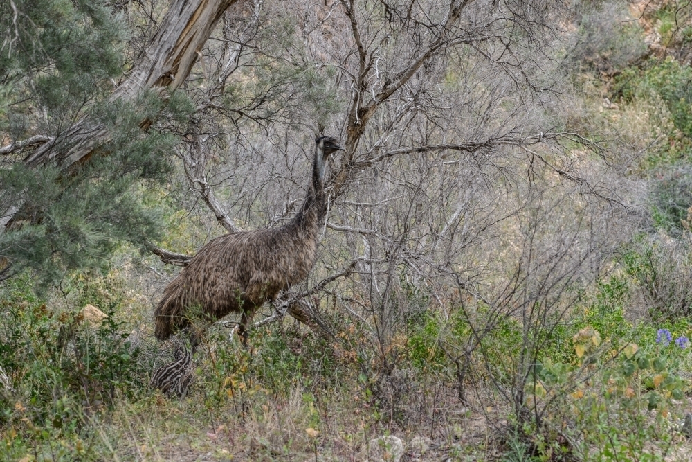 Solitary emu walking through bushland - Australian Stock Image