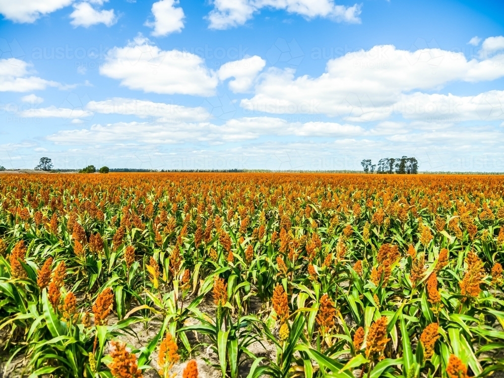 Sorghum Crop with blue sky - Australian Stock Image