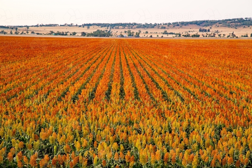 Sorghum in full seed, nearly ready for harvesting - Australian Stock Image