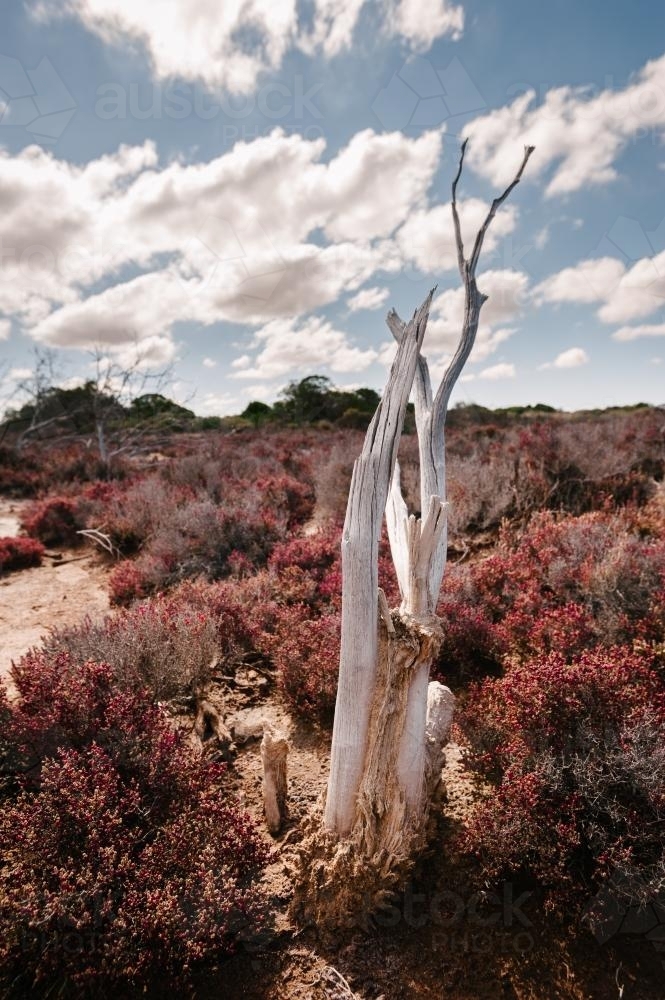 South Australian outback scene, what looks like an old salt lake, now overgrown - Australian Stock Image