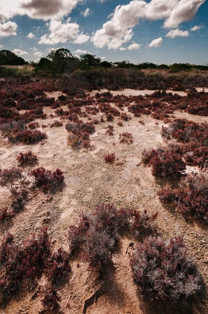 South Australian outback scene, what looks like an old salt lake, now overgrown - Australian Stock Image