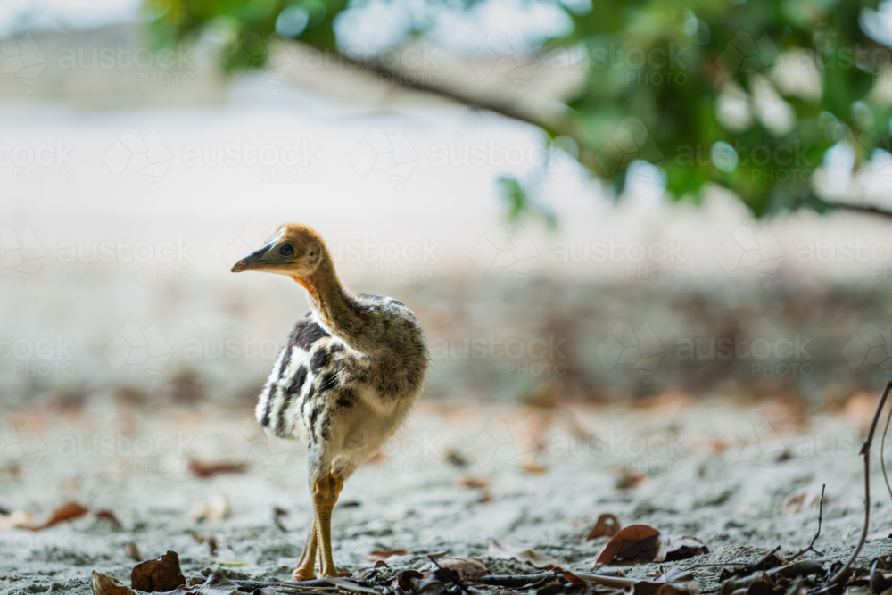 Southern Cassowary chick in the wild - Australian Stock Image