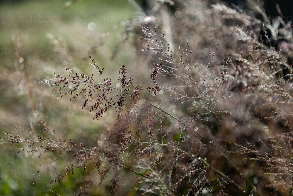 Sparkling grass - Australian Stock Image