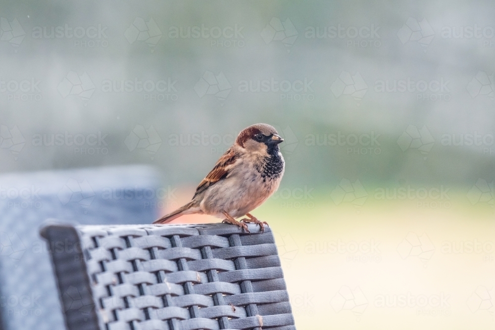 Sparrow sitting on outdoor furniture - Australian Stock Image