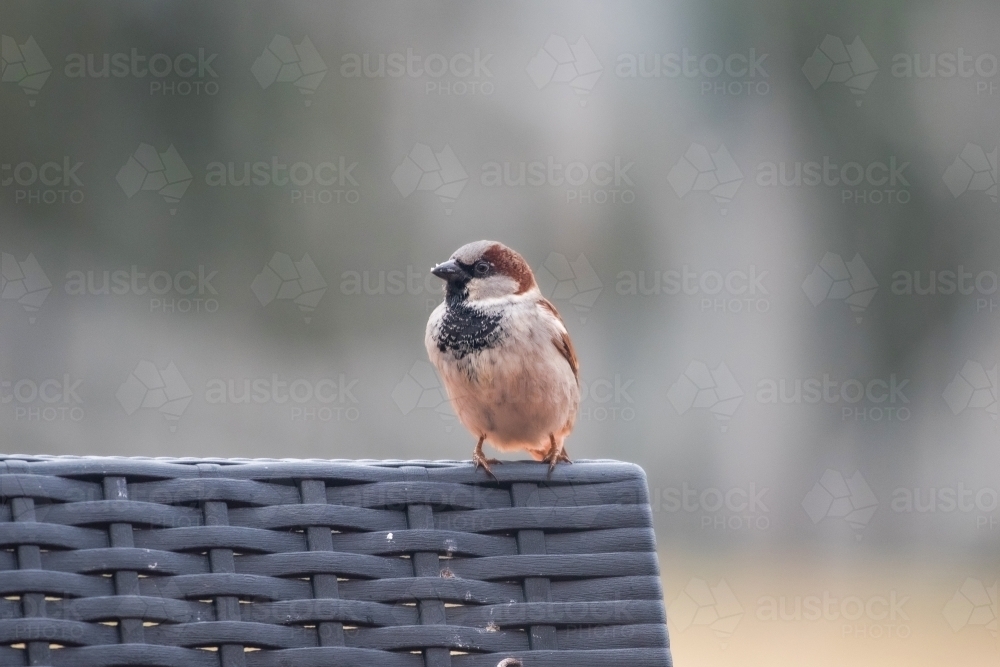 Sparrow sitting on outdoor furniture - Australian Stock Image