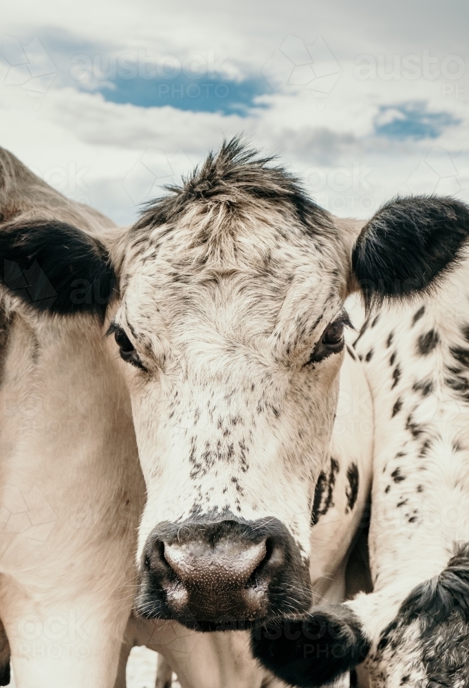 Speckled face cow. - Australian Stock Image