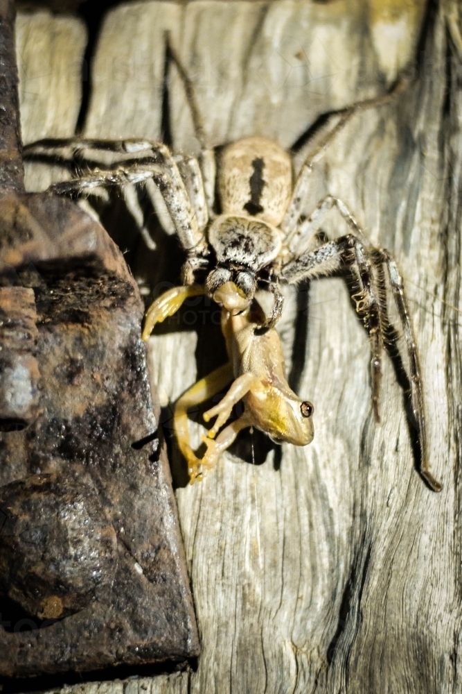 Spider eating frog - Australian Stock Image