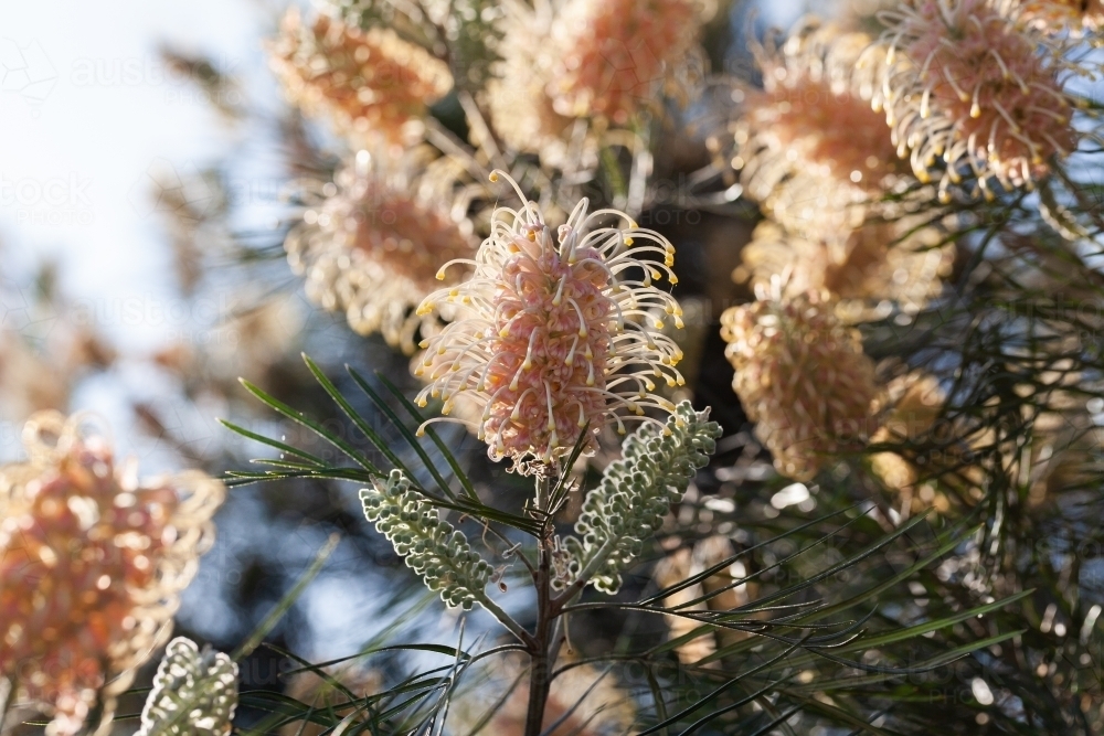 Spider flower on native grevillea plant - Australian Stock Image