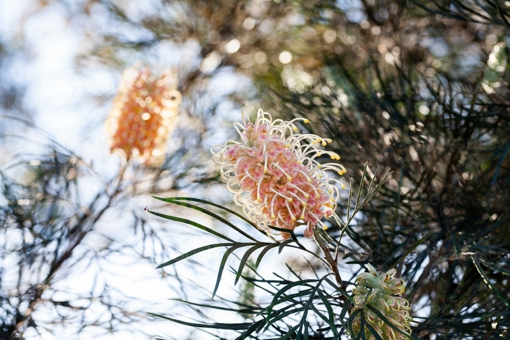 Spider flower on native grevillea plant - Australian Stock Image