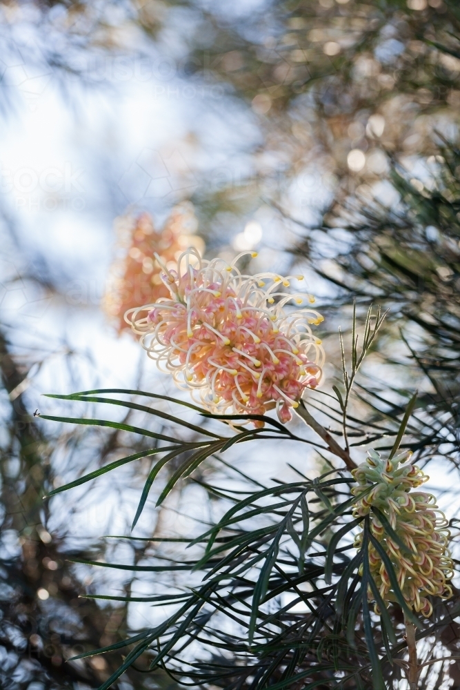 Spider flower on native grevillea plant - Australian Stock Image